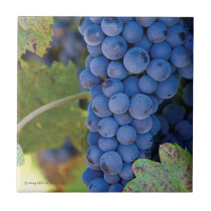 Sonoma County Vineyard Grapes - Ceramic Tile