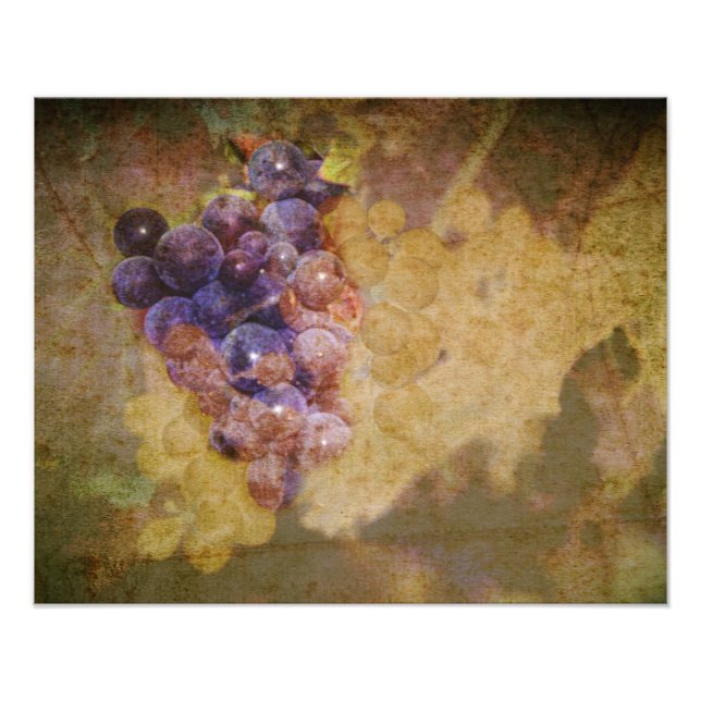 Sonoma Grapes on Vine Photo Print (Front)