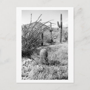Sonoran Cacti Desert Garden B&W Photo Postcard