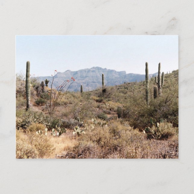 Sonoran Desert Arizona Postcard (Front)