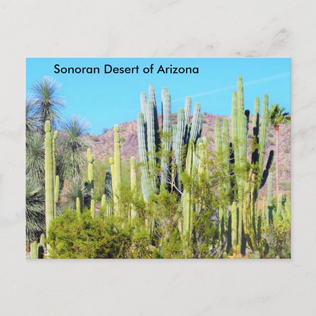 Sonoran Desert of Arizona Postcard (Front)