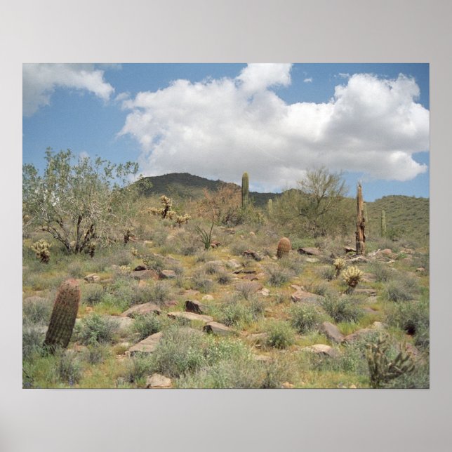 Sonoran Desert Pastoral Art Print Photo Posters (Front)
