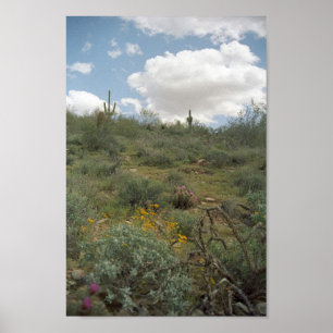 Sonoran Desert Spring Symphony Art Print Posters