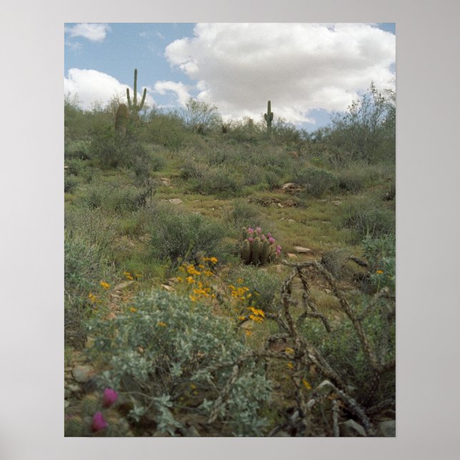 Sonoran Desert Spring Symphony Poster Art Prints (Front)