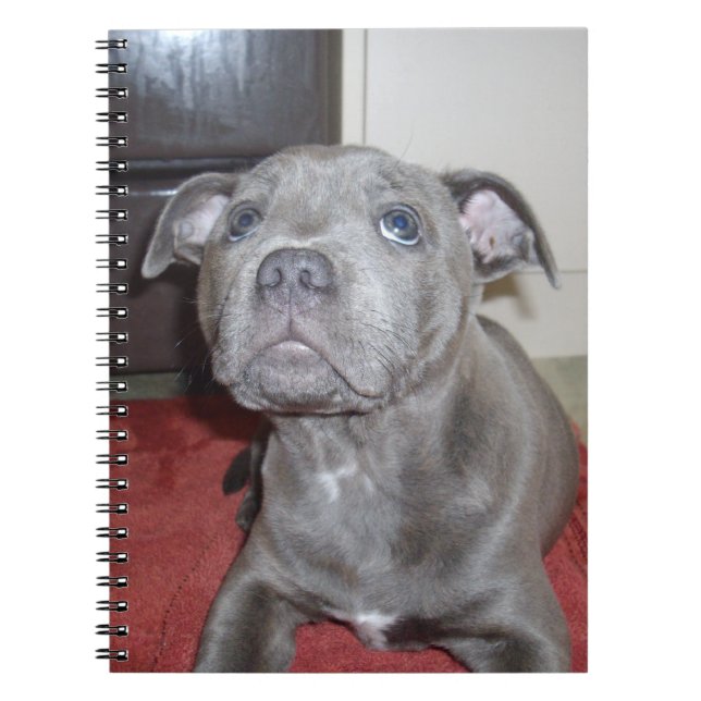 Sooky Blue Staffordshire Bull Terrier Puppy, Notebook (Front)