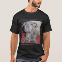 Sooky Blue Staffordshire Bull Terrier Puppy,
