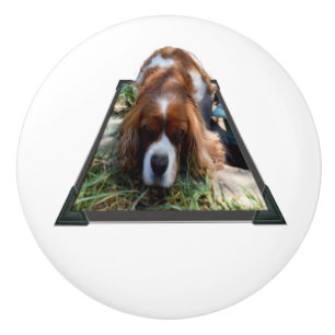 Sooky Face Cavalier Spaniel Popout Art, Ceramic Knob