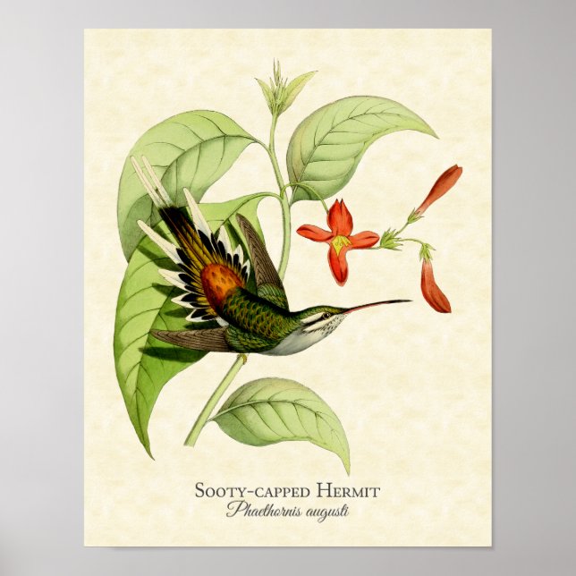 Sooty Capped Hermit Hummingbird Art Print (Front)