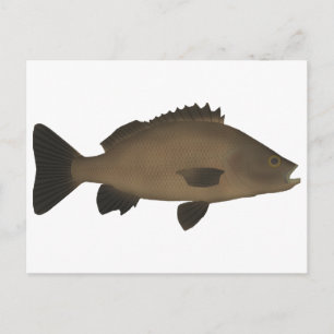 Sooty Grunter Postcard