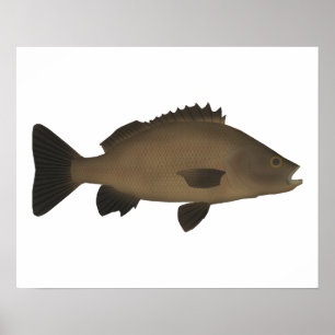 Sooty Grunter Poster