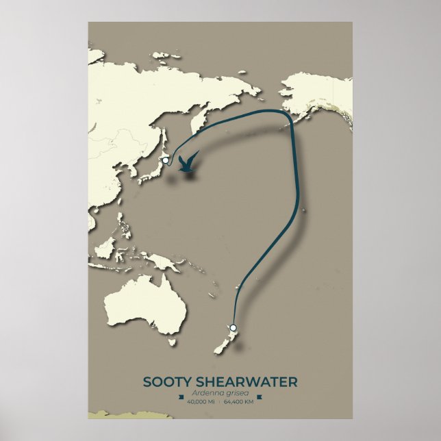 Sooty Shearwater Migration Map – Minimalist Poster (Front)