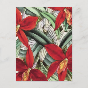 "Sophronitis Grandiflora" Postcard