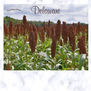 Sorghum Crop in Delaware Postcard