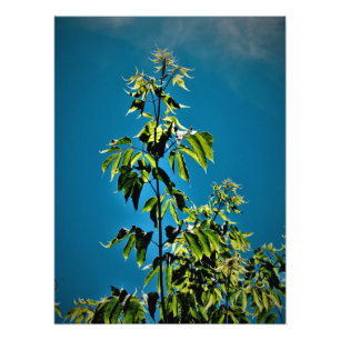 "Sorins Got Sunshine" Photo Print