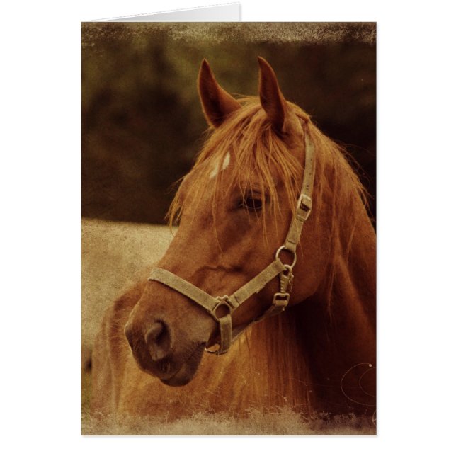 Sorrel Horse Grunge (Front)