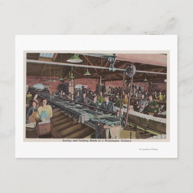 Sorting and Packing Factory & Workers (Interior) Postcard (Front)