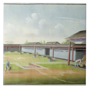 Sorting small leaves for drying (w/c on paper) tile