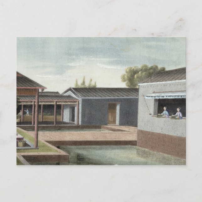 Sorting tea (w/c on paper) 2 postcard (Front)