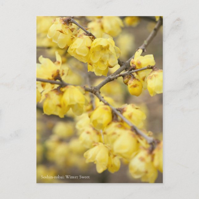 Soshin-robai: Winter Sweet [Postcard] Postcard (Front)