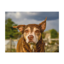 Soulful Brindle Dog Portrait
