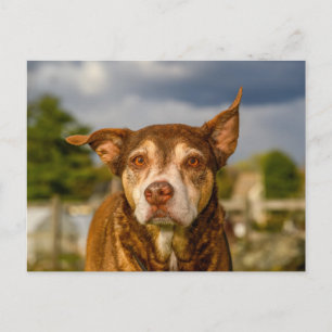 Soulful Brindle Dog Portrait Postcard