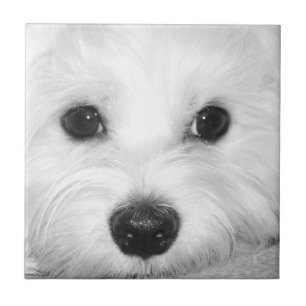 Soulful Gaze Maltese Dog’s Endearing Eyes Tile