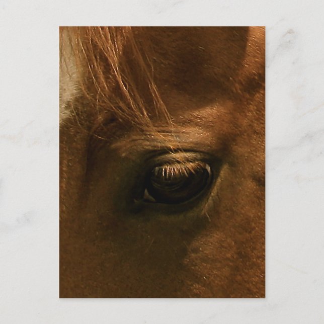 Soulful Horse Eye Postcard (Front)
