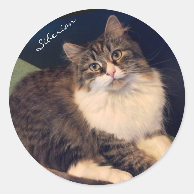 Soulful Siberian Cat Stickers (Front)