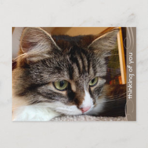 Soulful Siberian Thinking of You Postcard