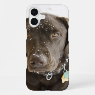 Soulful Snow Sprinkled Chocolate Labrador iPhone 16 Plus Case