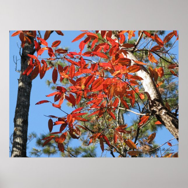 Sourwood Leaves in Autumn Poster (Front)