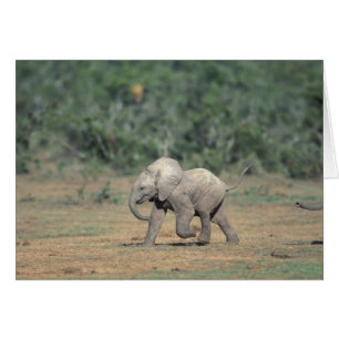 South Africa, Addo Elephant Nat'l Park. Baby