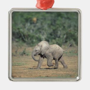 South Africa, Addo Elephant Nat'l Park. Baby Metal Tree Decoration