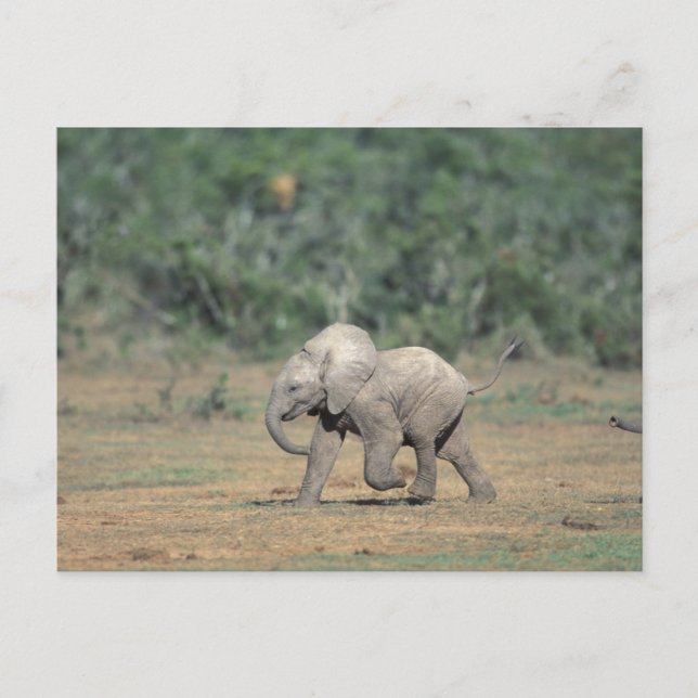 South Africa, Addo Elephant Nat'l Park. Baby Postcard (Front)