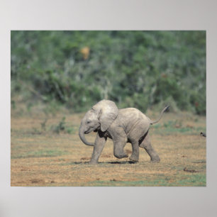 South Africa, Addo Elephant Nat'l Park. Baby Poster