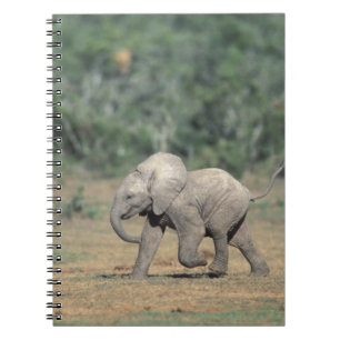 South Africa, Addo Elephant Nat'l Park. Baby Spiral Notebook