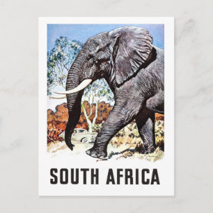 South Africa, big elephant,vintage travel postcard
