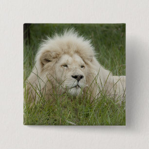 South Africa, East London, Inkwenkwezi Private 15 Cm Square Badge