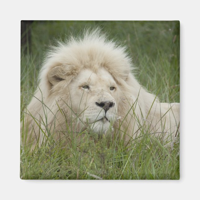 South Africa, East London, Inkwenkwezi Private Magnet (Front)