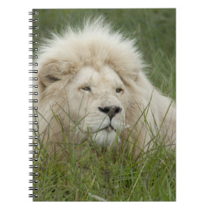 South Africa, East London, Inkwenkwezi Private Notebook