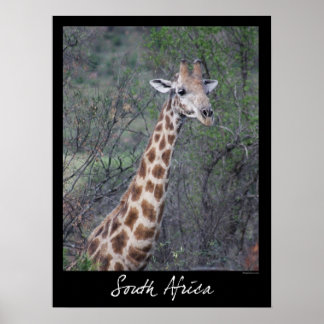 South Africa Giraffe Poster