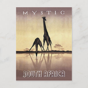 South Africa, Giraffe, vintage travel Postcard