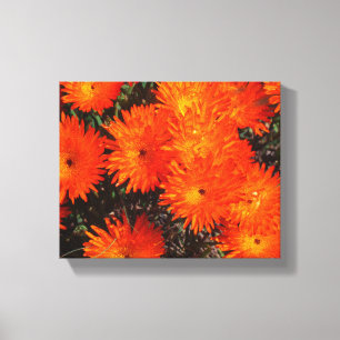 South Africa Green Orange Succulent Flowers Canvas Print
