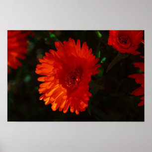South Africa Green Orange Succulent Flowers Poster