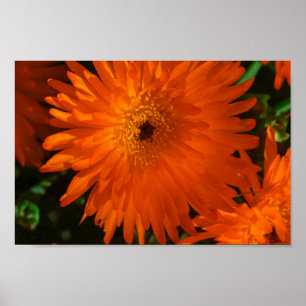 South Africa Green Orange Succulent Flowers Poster