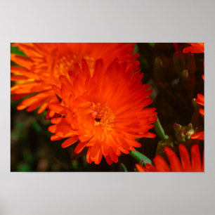 South Africa Green Orange Succulent Flowers Poster