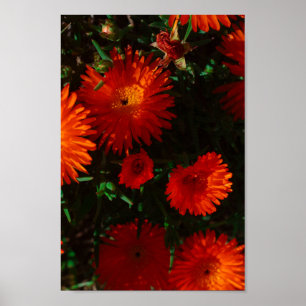 South Africa Green Orange Succulent Flowers Poster