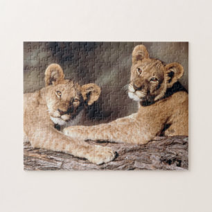 South Africa, lion cubs Jigsaw Puzzle