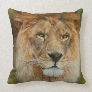 South Africa Majestic Lion Close up Cushion