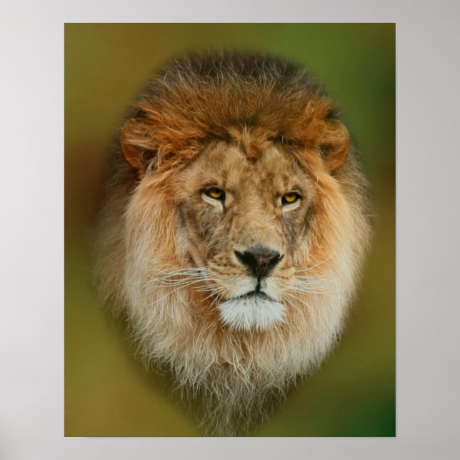 South Africa Majestic Lion Close up Poster (Front)